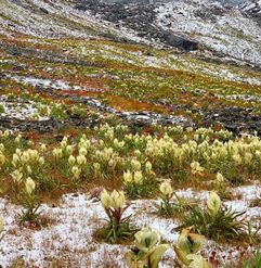 Everything You Need to Know About the Nanda Devi Biosphere Reserve