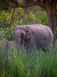 Explore Uttarakhand’s 6 National Parks: Wild Adventures Await