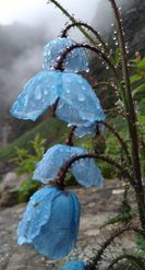 Valley of Flowers Plant Life: Species That Define This UNESCO Site