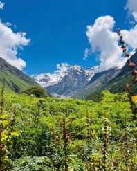Valley of Flowers Difficulty Level: What You Must Know Before You Go