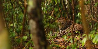 Spot the Elusive: Your Guide to the Thrilling Jhalana Leopard Safari