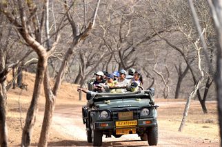 The Wild Heart of Jaipur: Jhalana Leopard Safari Uncovered