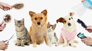 Pet Water Fountain: Why Fresh, Flowing Water Matters for Your Pet