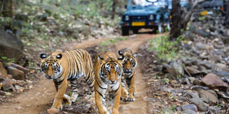 Tourist Safety in Question: Ranthambore Guide Leaves Visitors in Danger