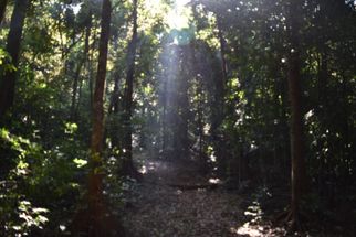 Kurinjal Trek: A Hidden Gem in Kudremukh National Park
