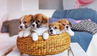 Small Pet Boarding Spring Hill FL Care Guide