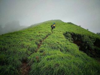 Kurinjal Trek: Discovering the Untouched Trails of Karnataka&rsquo;s Western Ghats