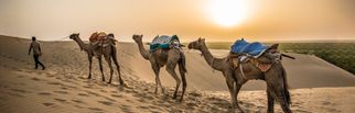 Red Sand Desert Safari: Sunset Thrills &amp; Easy Booking