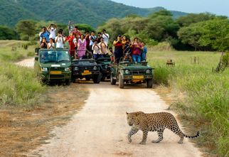 Roar in the Wild: Discover the Untamed Charm of Jhalana Leopard Safari