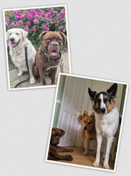 Professional Dog Boarding: Ensuring Your Pet’s Comfort and Safety